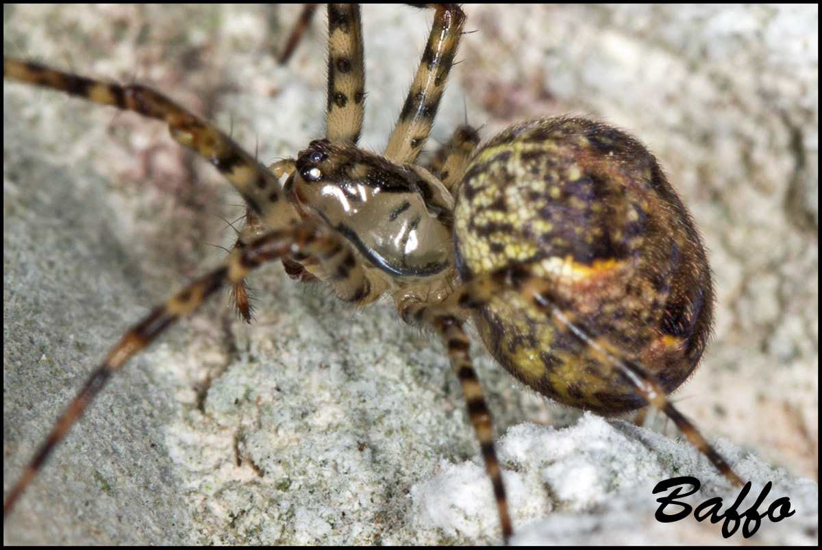 Metellina merianea; Meta menardi - Samatorza (TS)